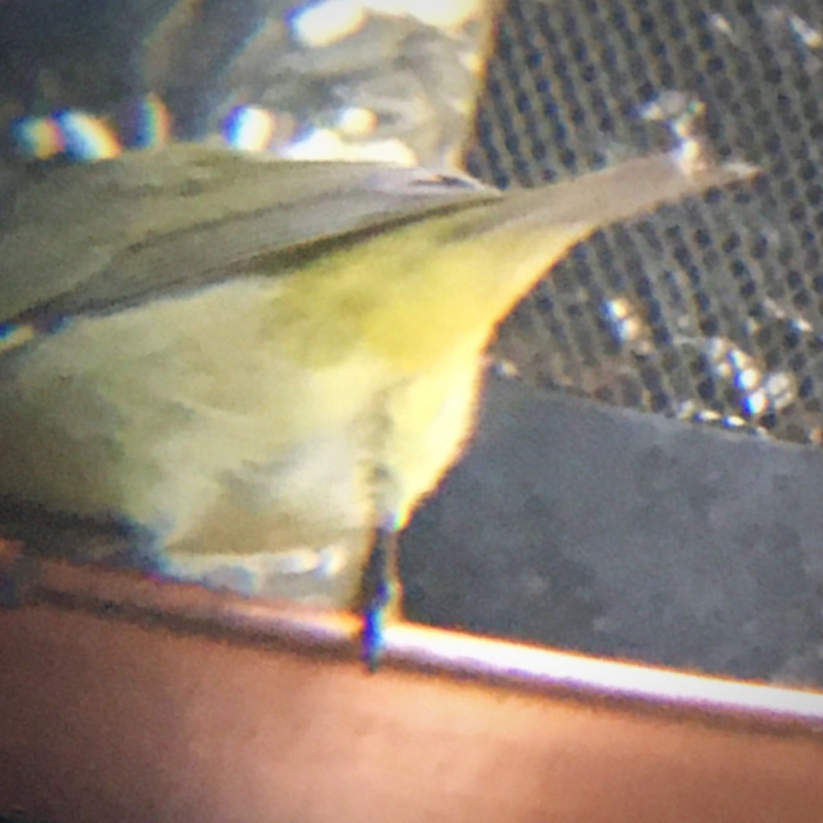 Orange-crowned Warbler (celata) - ML534301851