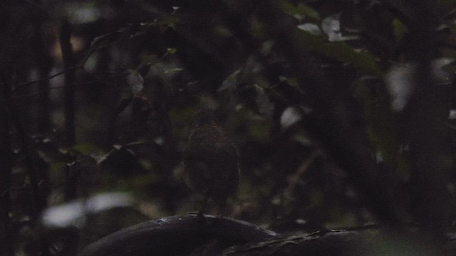 Spotted Antpitta - ML534302971