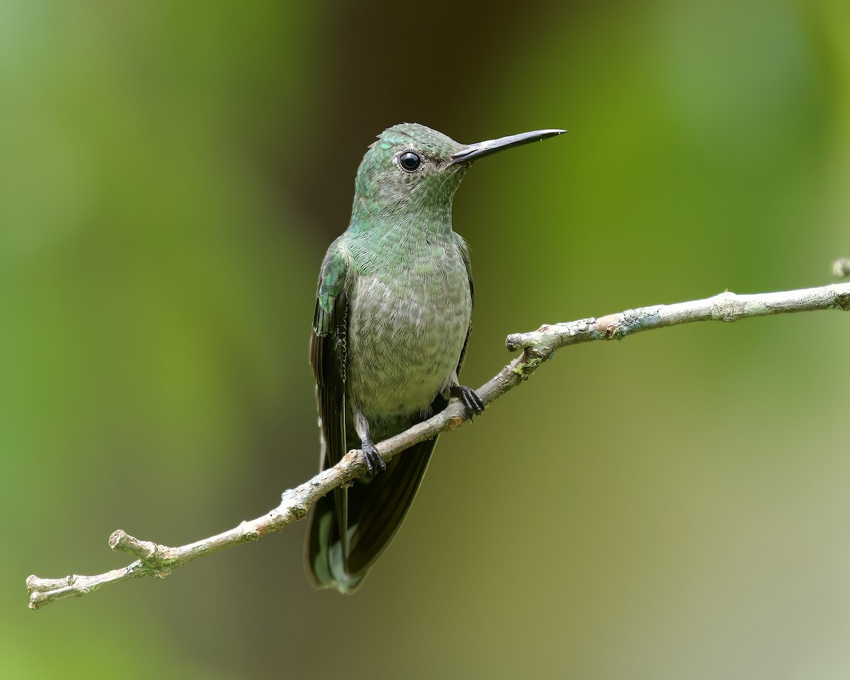 Scaly-breasted Hummingbird - ML534302981