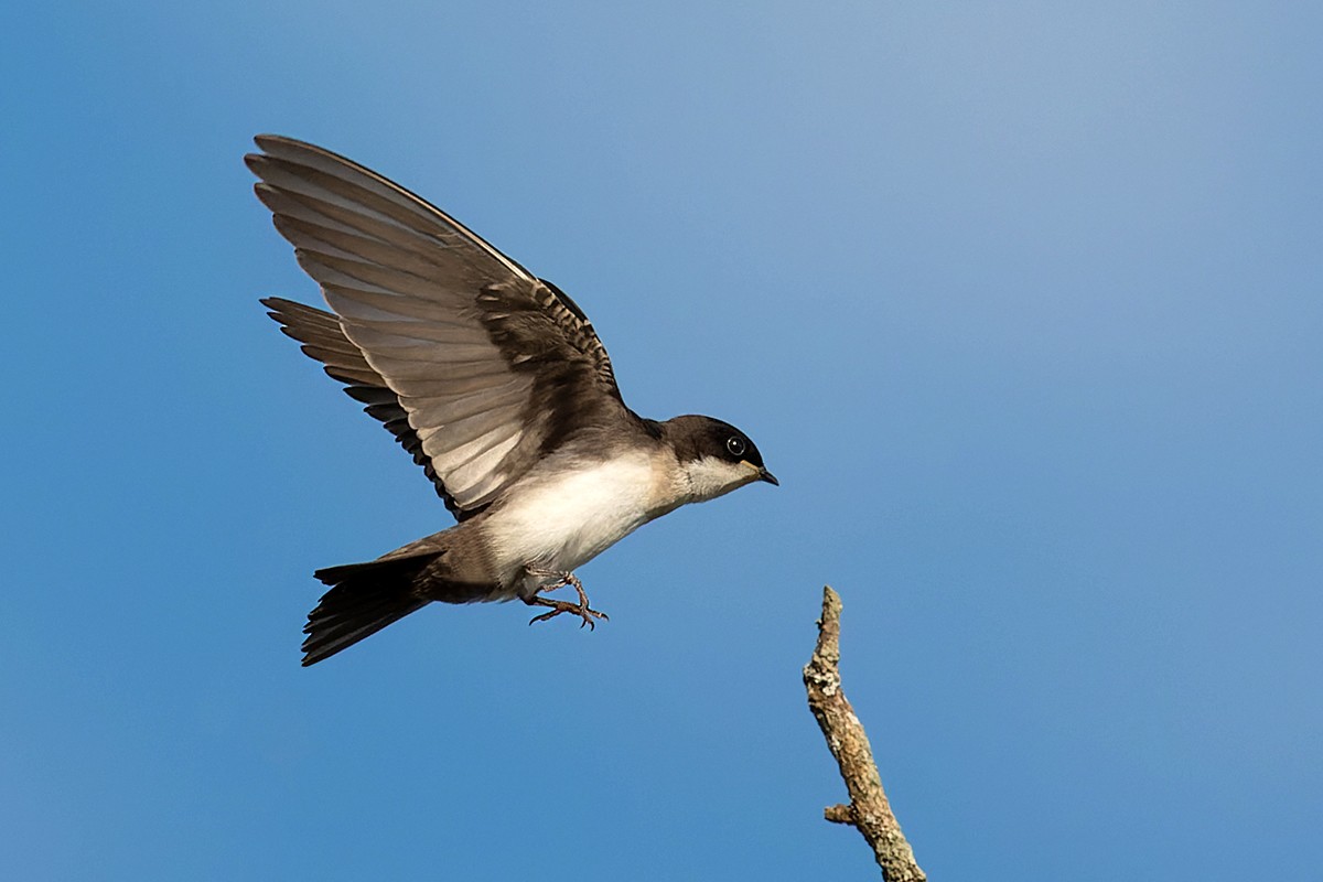 Blue-and-white Swallow - ML534303451