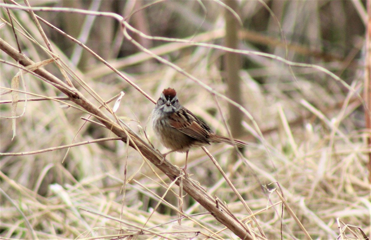 Swamp Sparrow - Andrew Meiborg