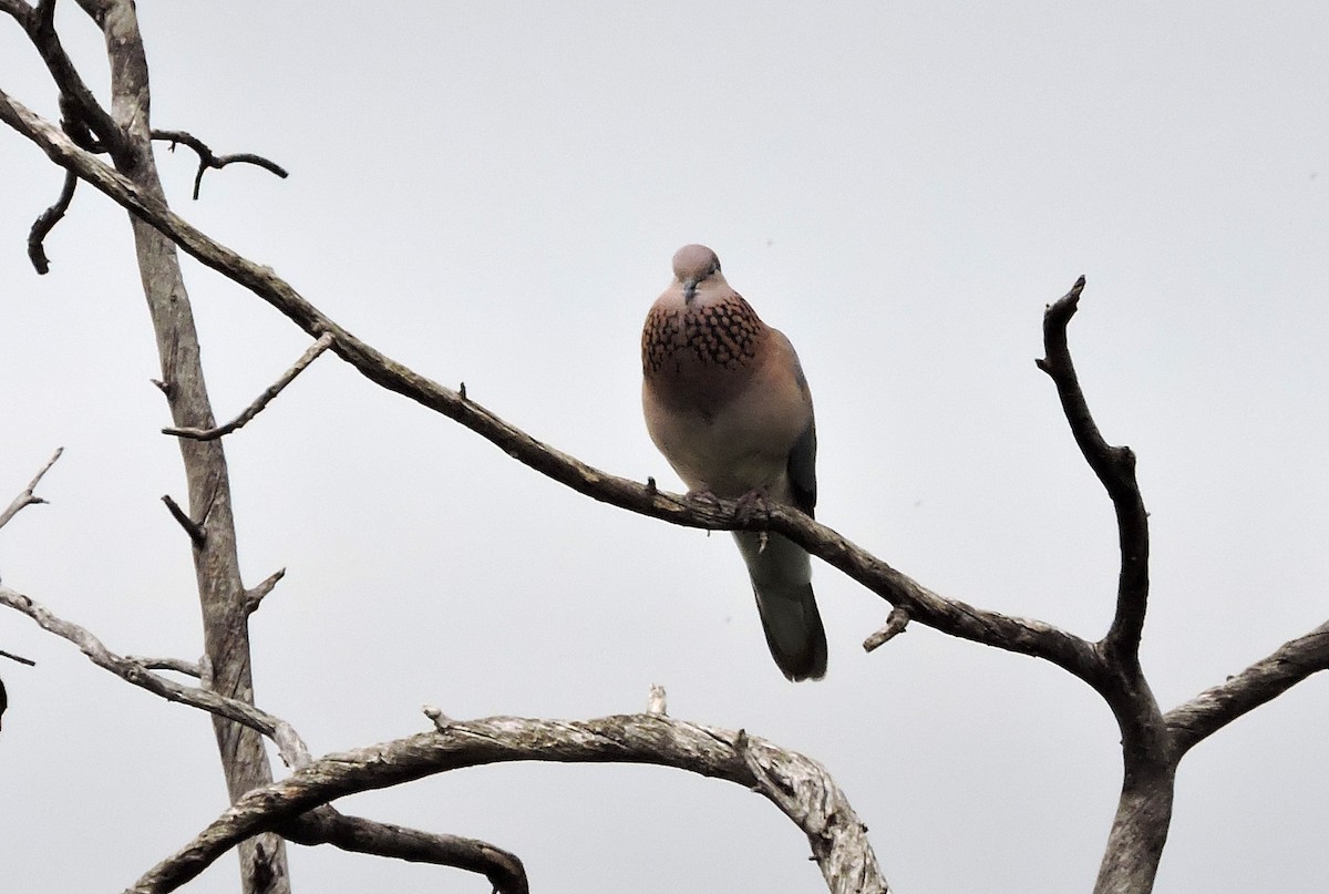 Laughing Dove - ML53430931