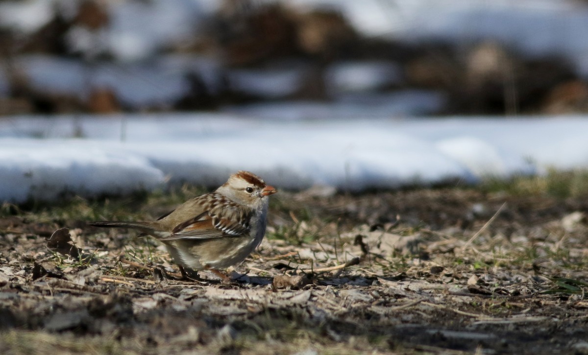 White-crowned Sparrow (leucophrys) - ML53431011