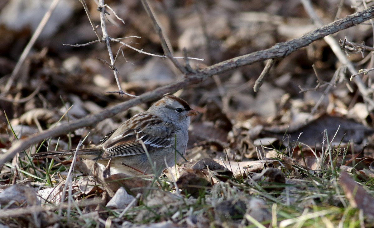 White-crowned Sparrow (leucophrys) - ML53431051