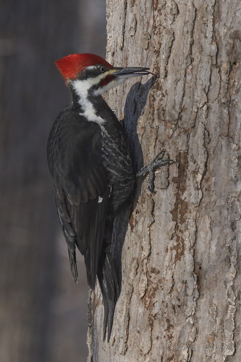 Pileated Woodpecker - ML534310831