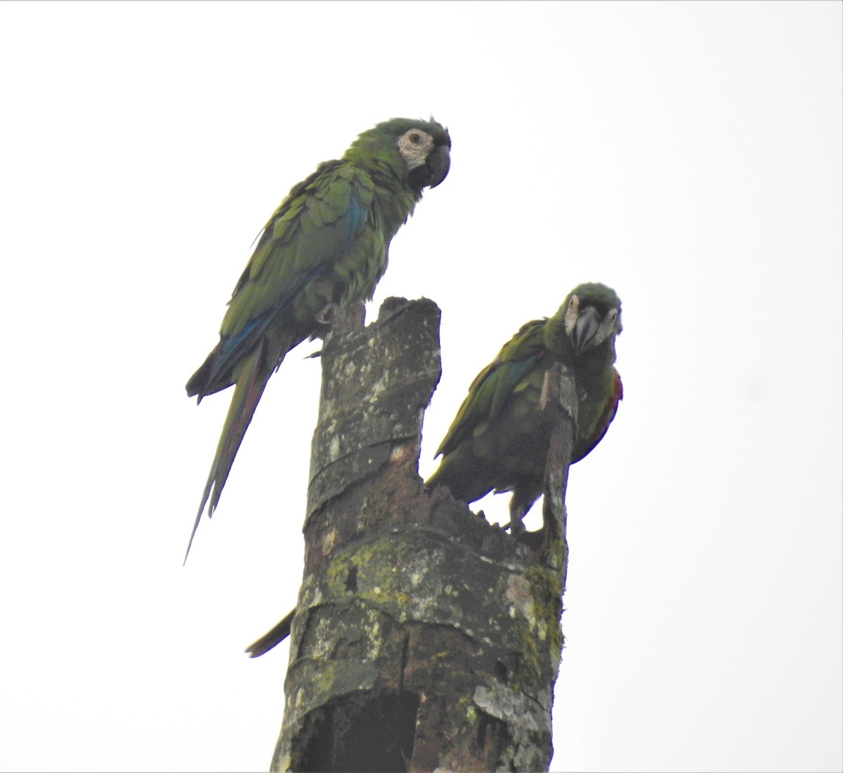 Chestnut-fronted Macaw - ML534311591