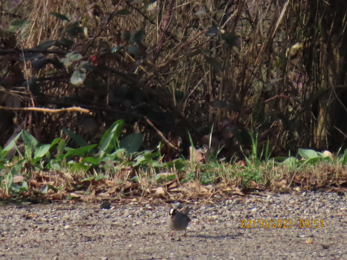 White-crowned Sparrow - ML534311841