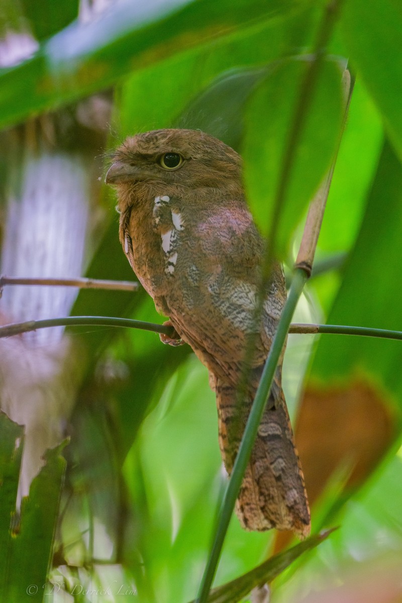 Blyth's Frogmouth (Indochinese) - ML534314331