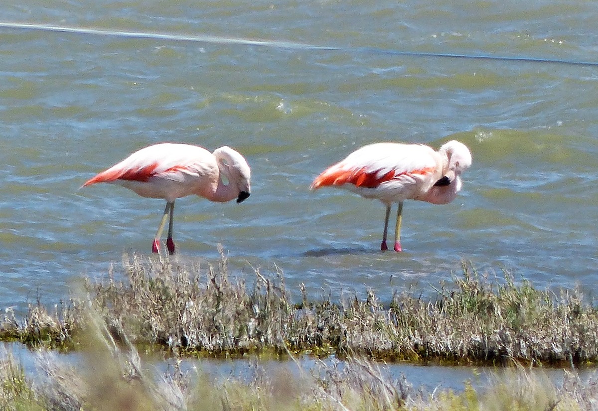 Chilean Flamingo - Carlos Schmidtutz