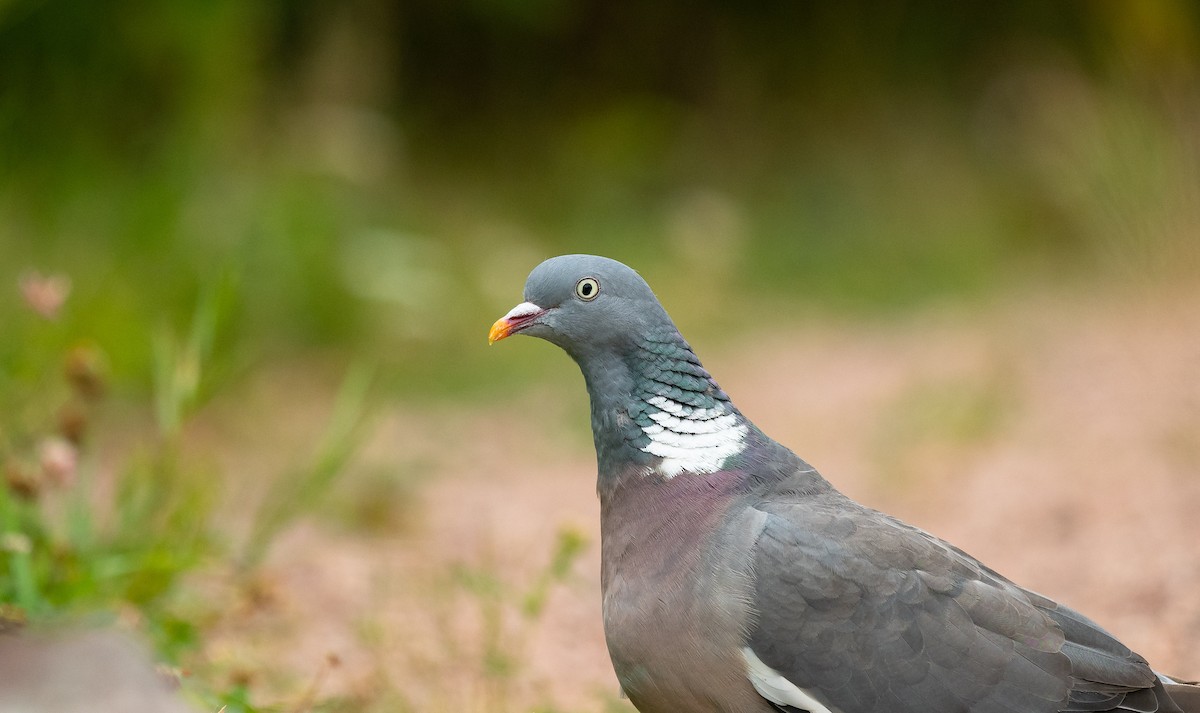 Common Wood-Pigeon (White-necked) - ML534314641