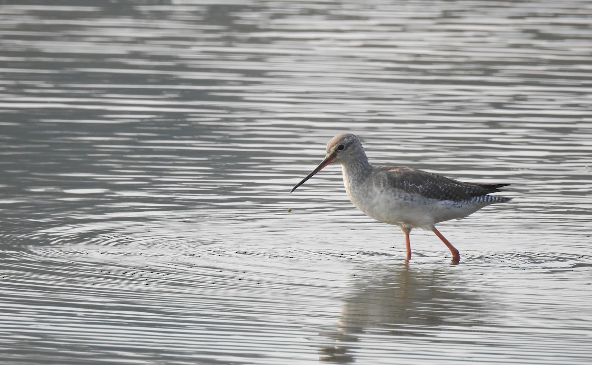 Spotted Redshank - ML534314691