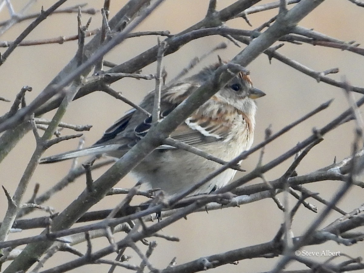 American Tree Sparrow - ML534330211