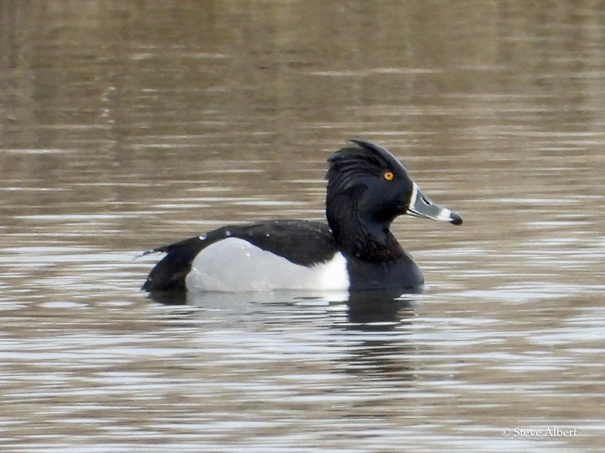 Ring-necked Duck - Steve A