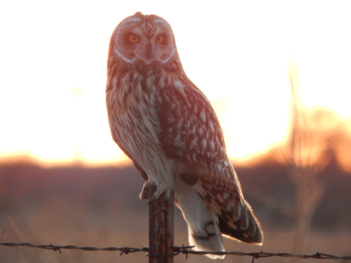 Short-eared Owl - ML534332321