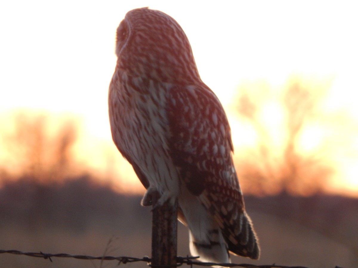 Short-eared Owl - ML534332441