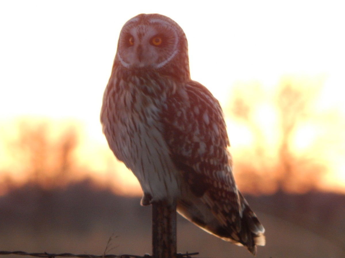 Short-eared Owl - ML534332551