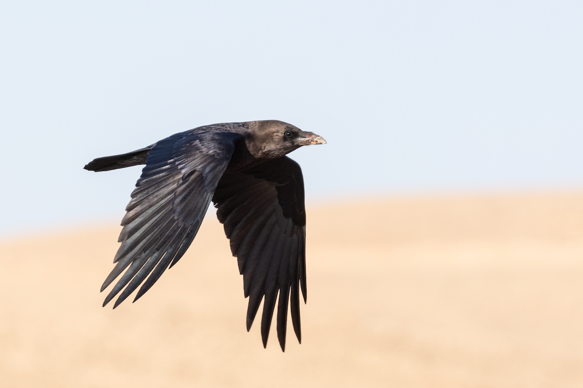 Brown-necked Raven - ML534340951