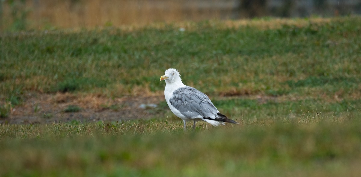 Herring Gull (European) - ML534341161