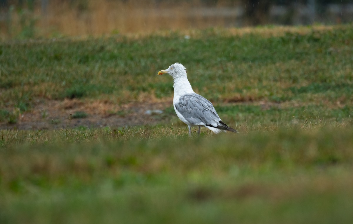 Herring Gull (European) - ML534341171