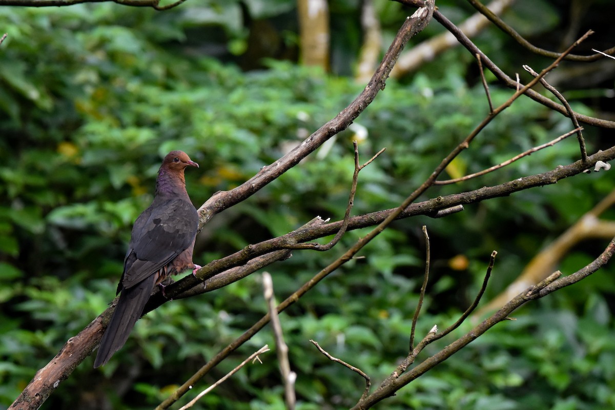Philippine Cuckoo-Dove - Sean Fan