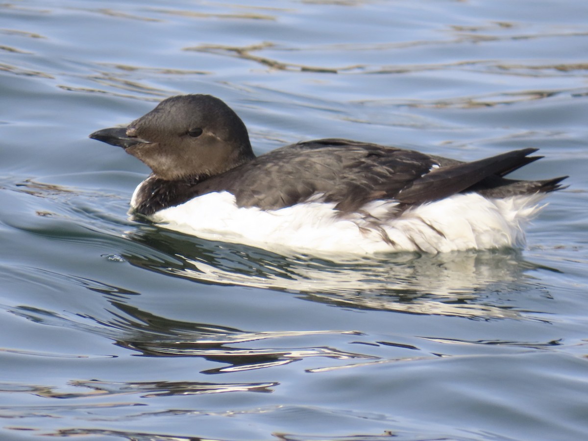 Thick-billed Murre - ML534343181