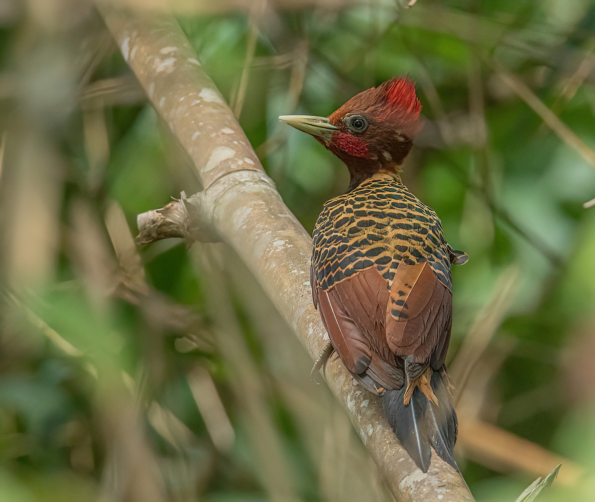 Rufous-headed Woodpecker - Jesus Alferez