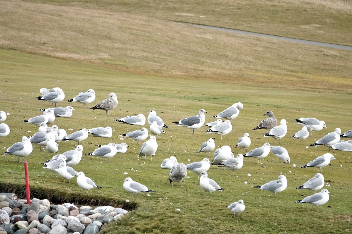 ML534347451 Herring Gull (Vega) Macaulay Library