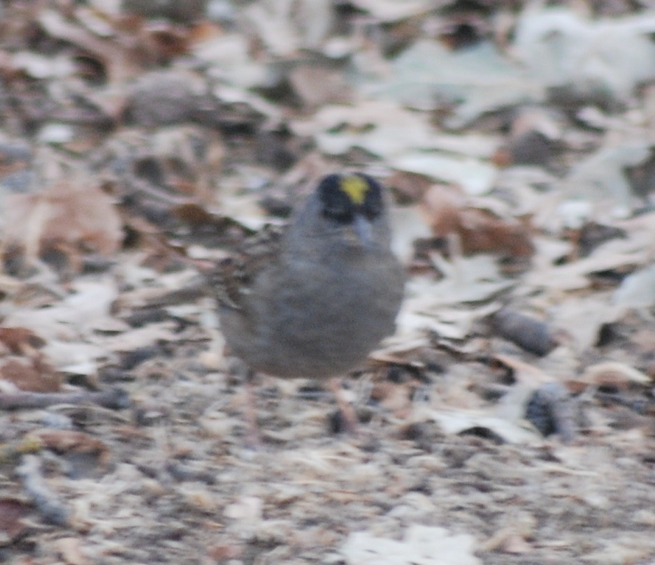 Golden-crowned Sparrow - Kevin Moore