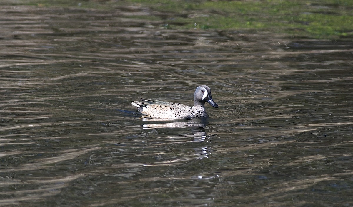 Blue-winged Teal - Paul Gould
