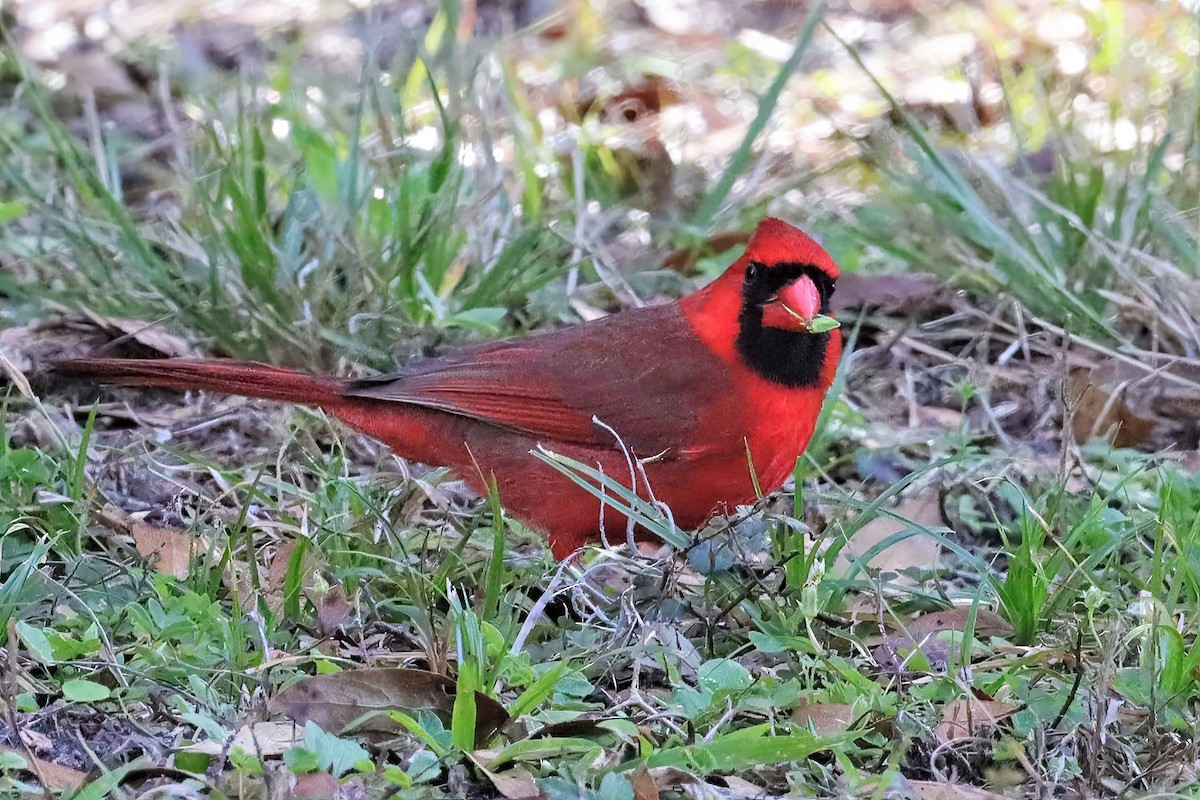 Cardinal rouge - ML534369321