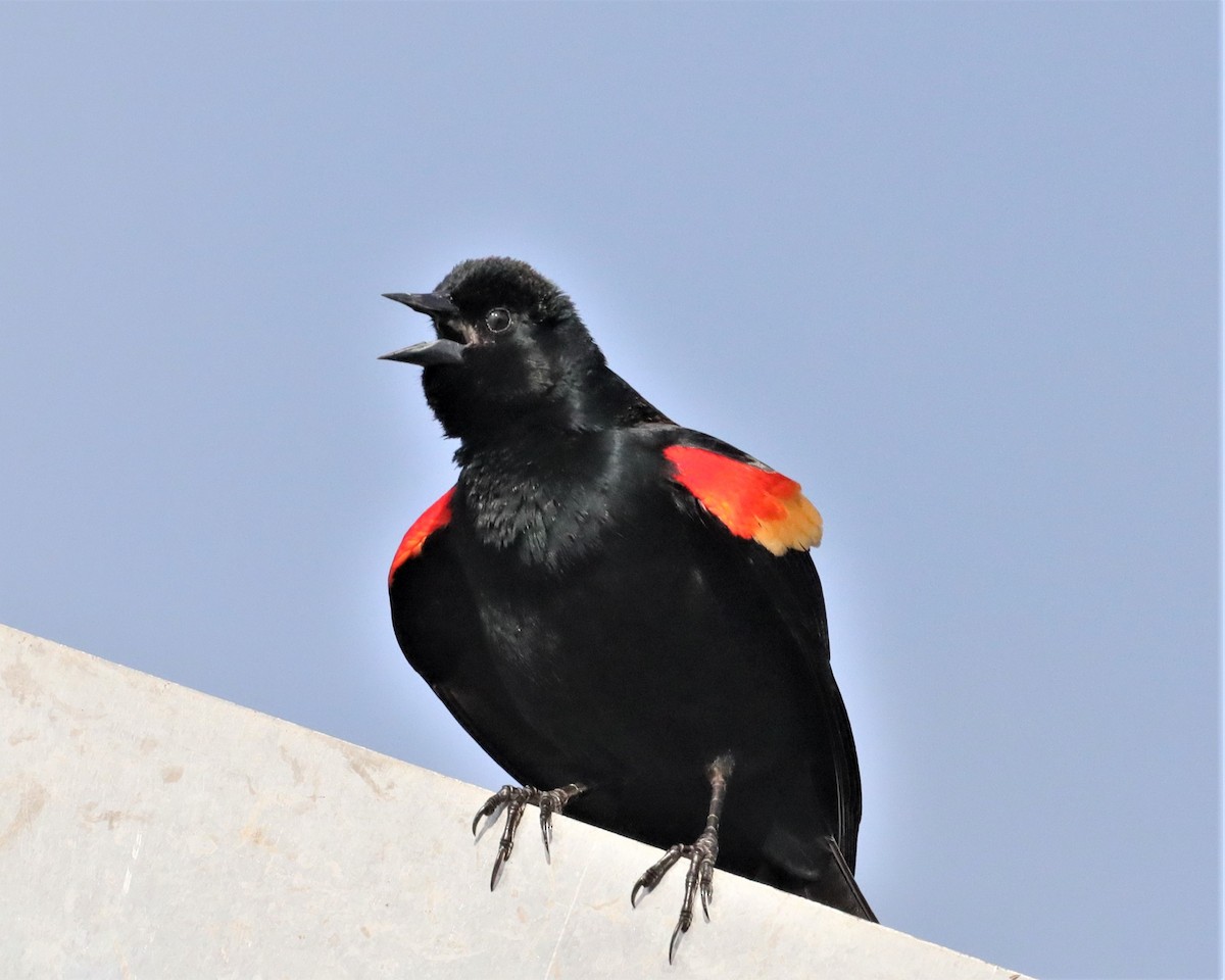 Red-winged Blackbird - ML534370201