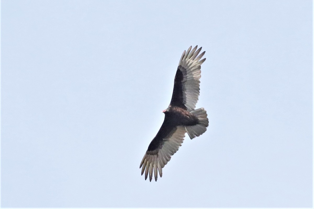 Turkey Vulture - ML534372781