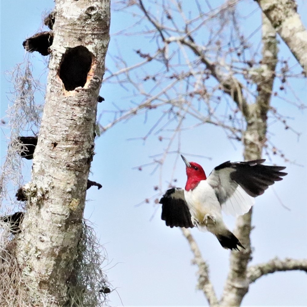 Red-headed Woodpecker - Janette Brogan