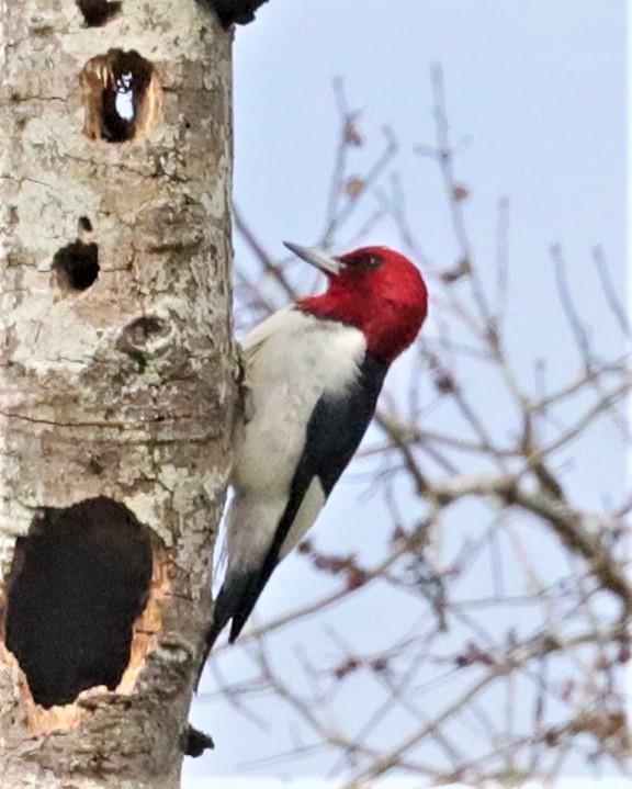 Red-headed Woodpecker - ML534373511