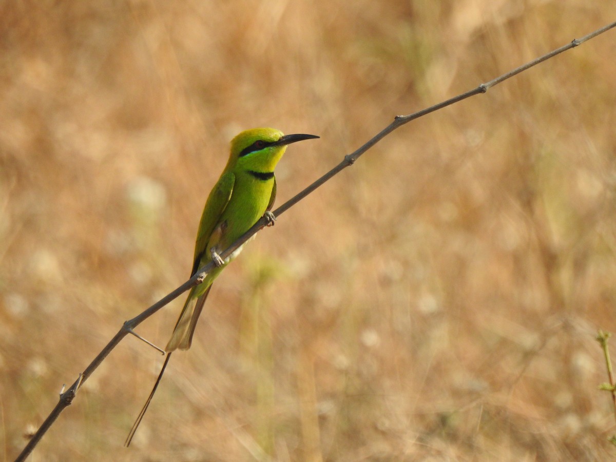 African Green Bee-eater - ML534383311