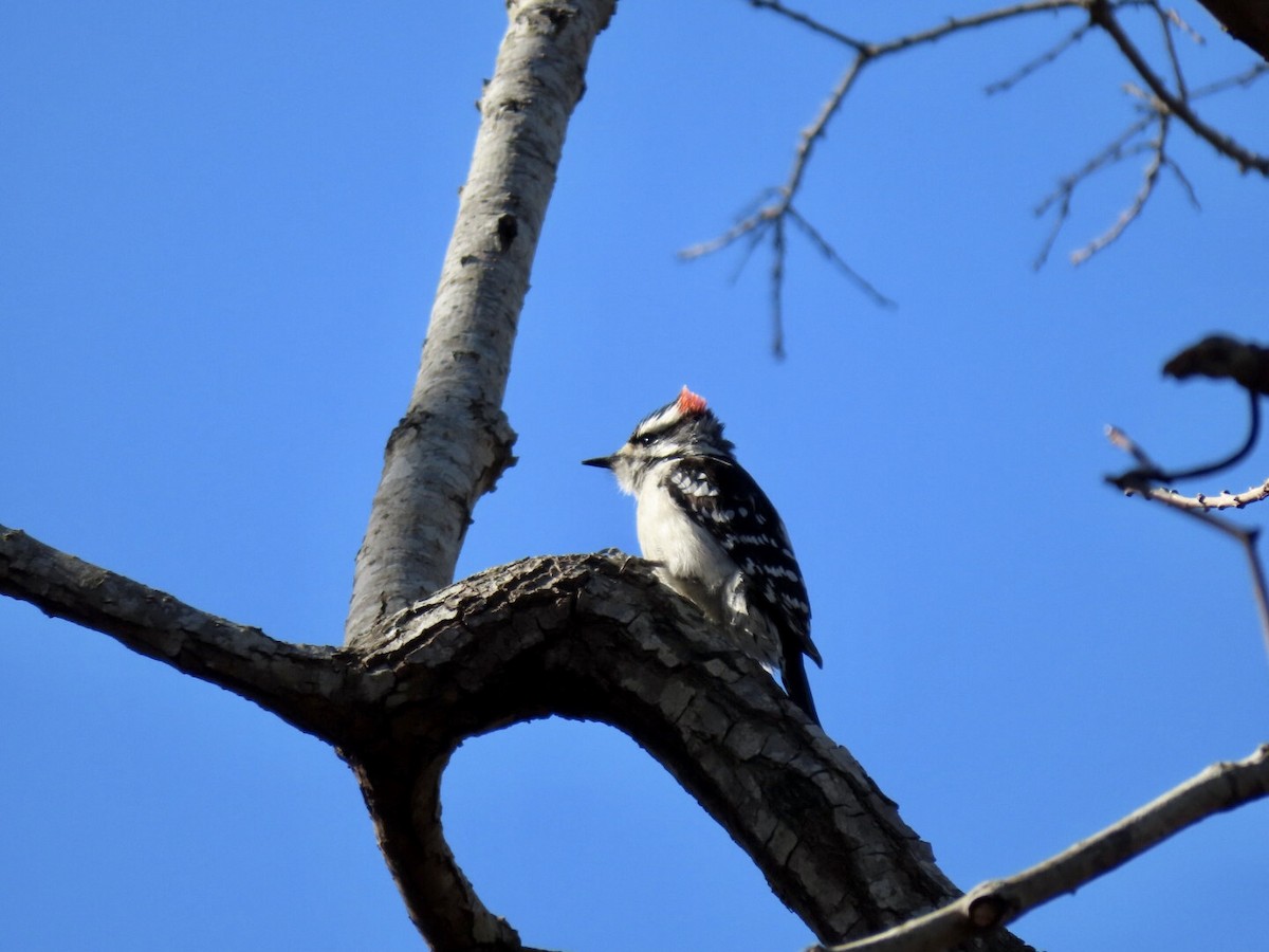 Downy Woodpecker - ML534395751