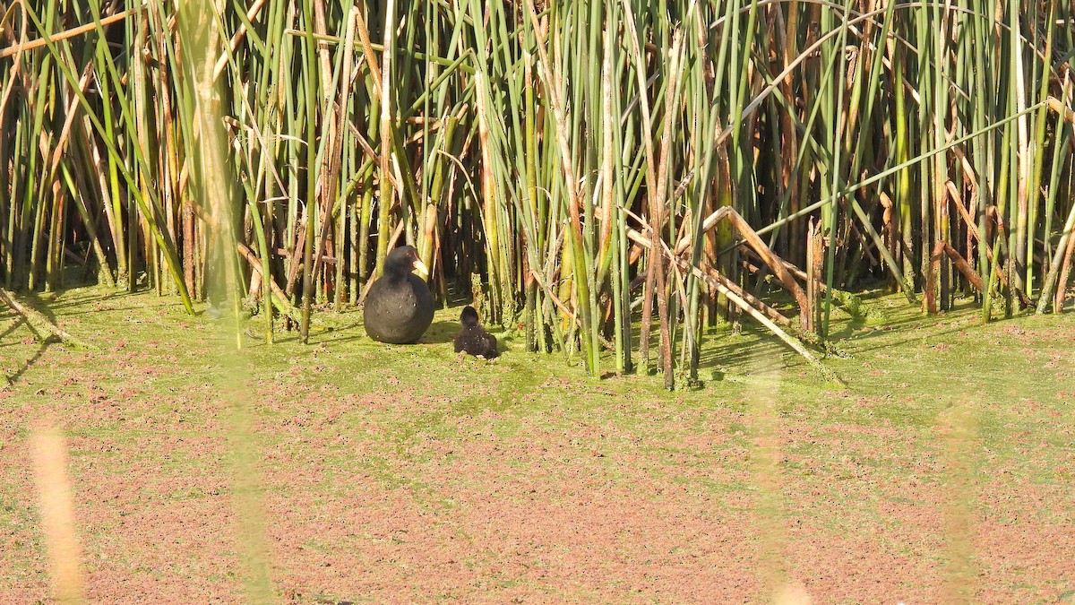 Red-fronted Coot - ML534395811