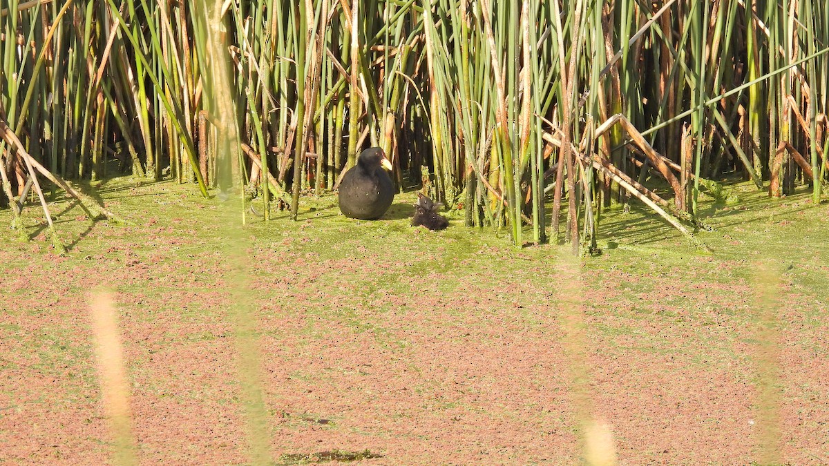 Red-fronted Coot - ML534395821