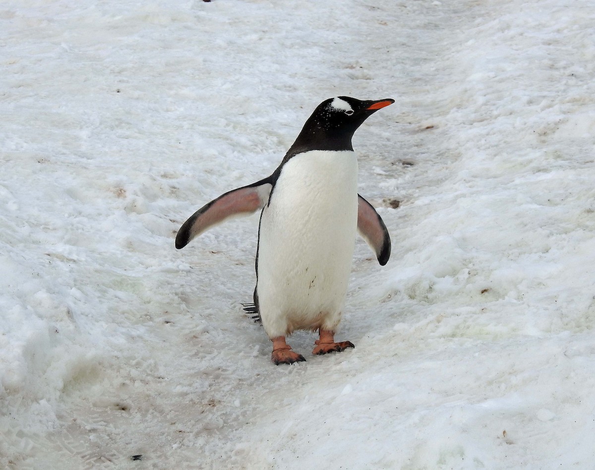 Gentoo Penguin - ML534396091