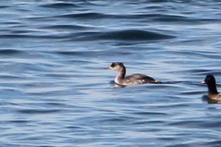 Red-necked Grebe - ML534401011