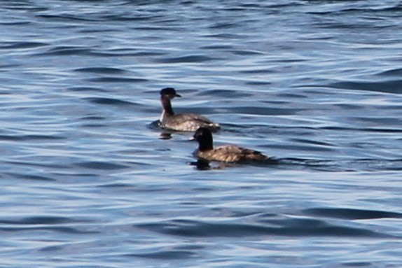 Red-necked Grebe - ML534401241