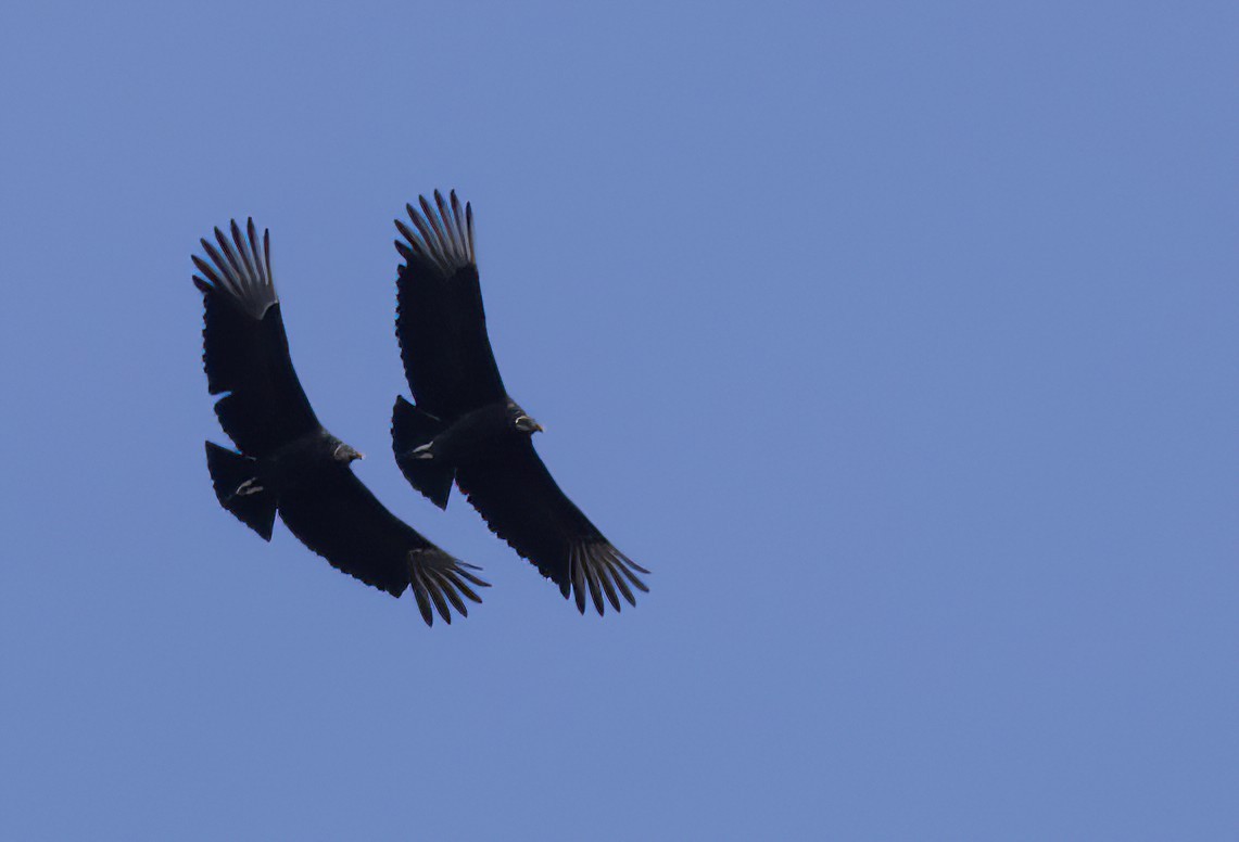 Black Vulture - ML534404901