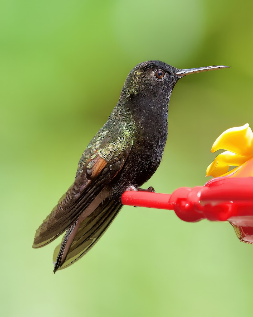 Black-bellied Hummingbird - ML534407381