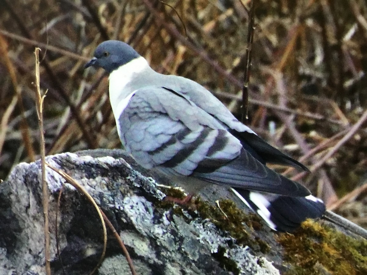 Snow Pigeon - ML534410361