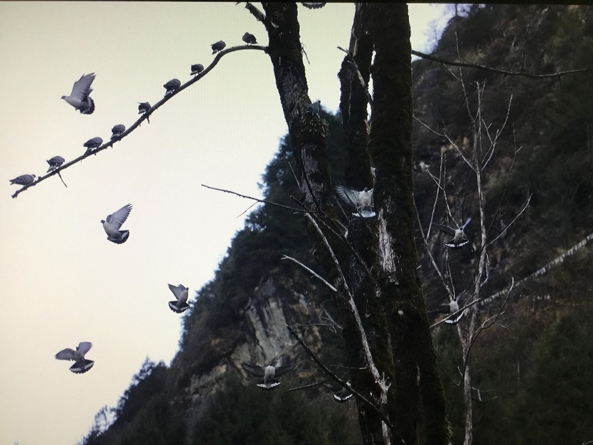 Snow Pigeon - Snehes Bhoumik