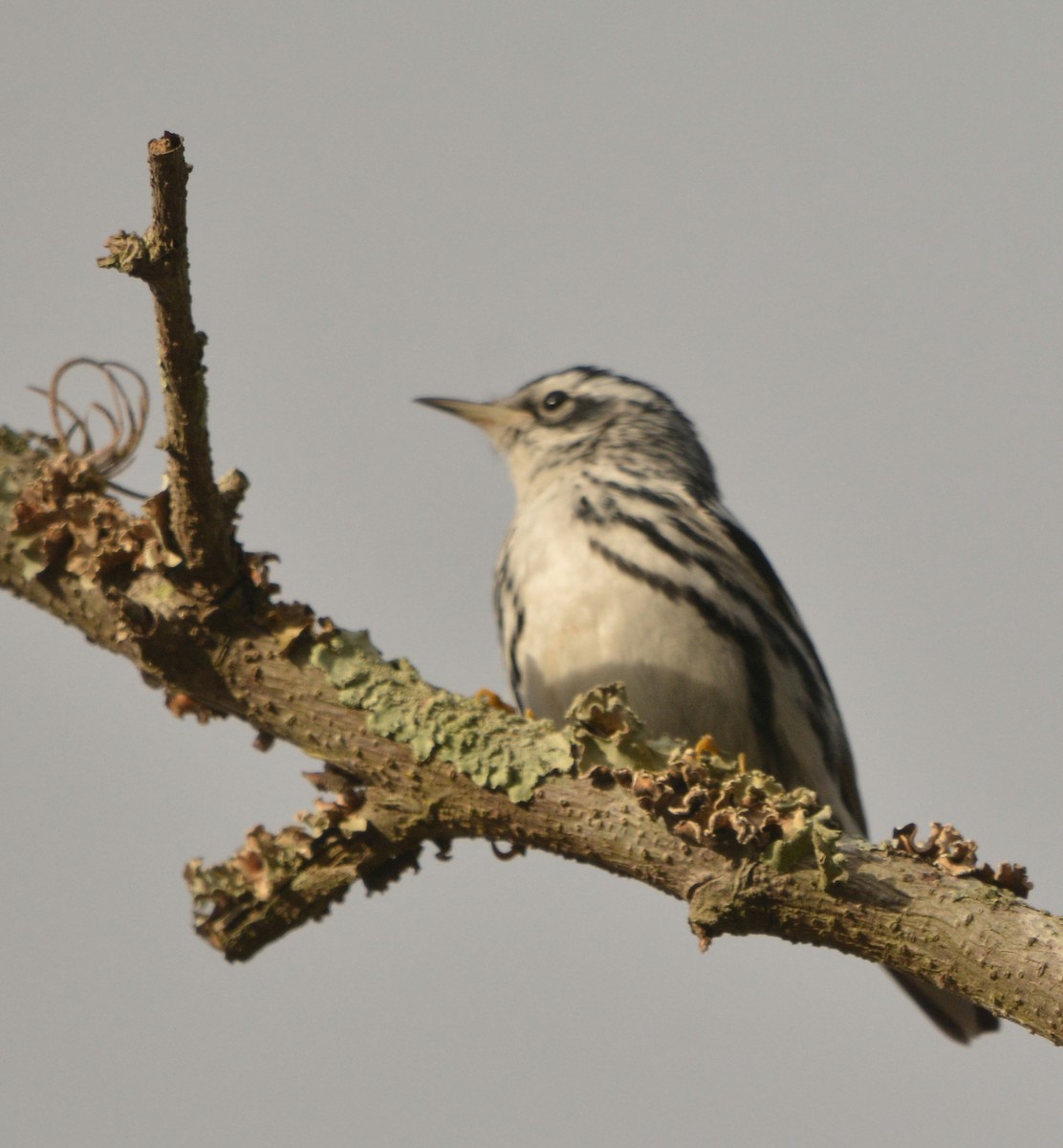 Black-and-white Warbler - ML534418951