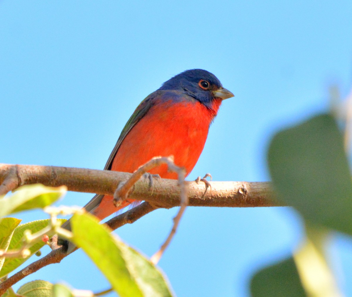 Painted Bunting - ML534419241