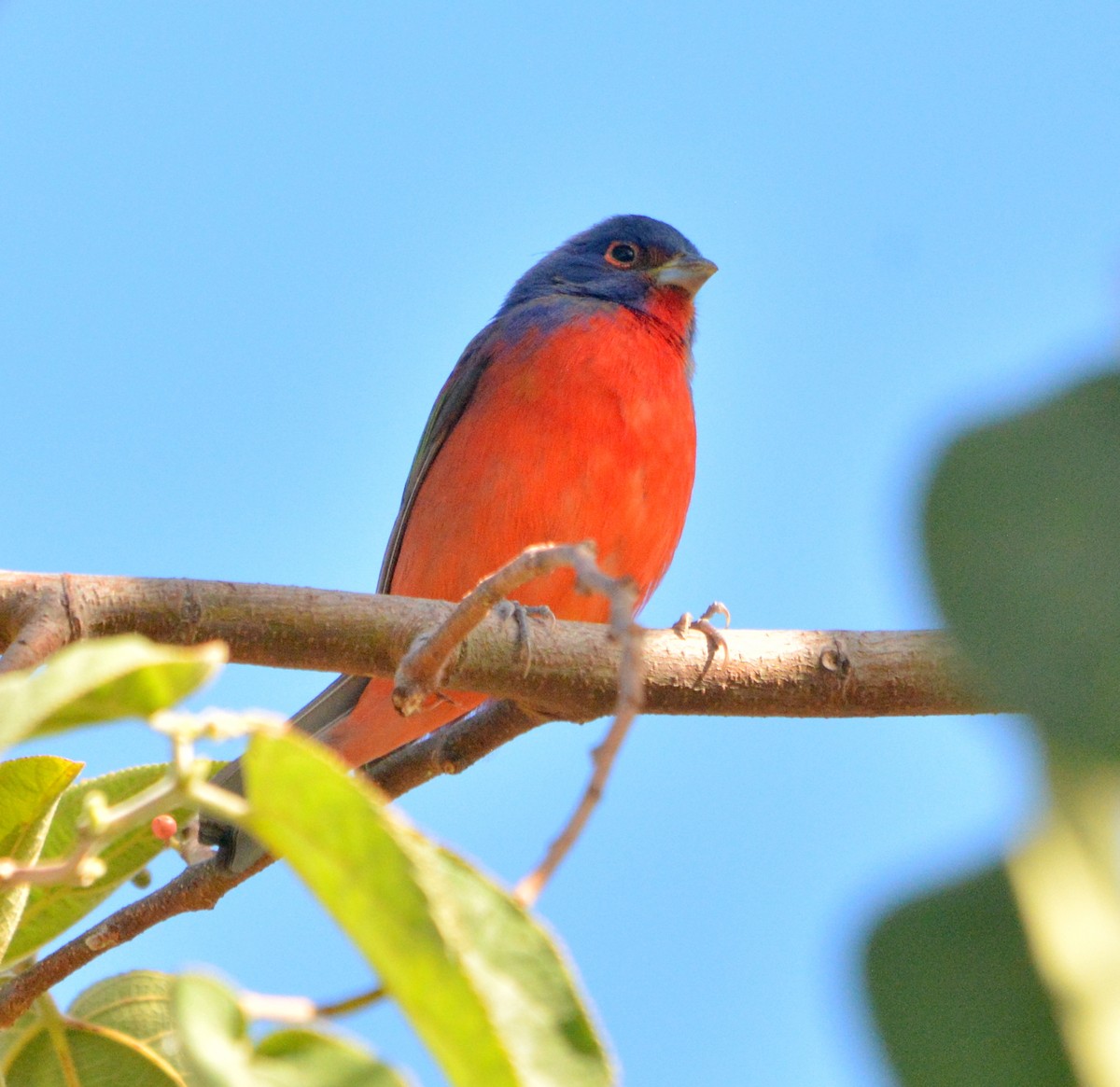 Painted Bunting - ML534419251