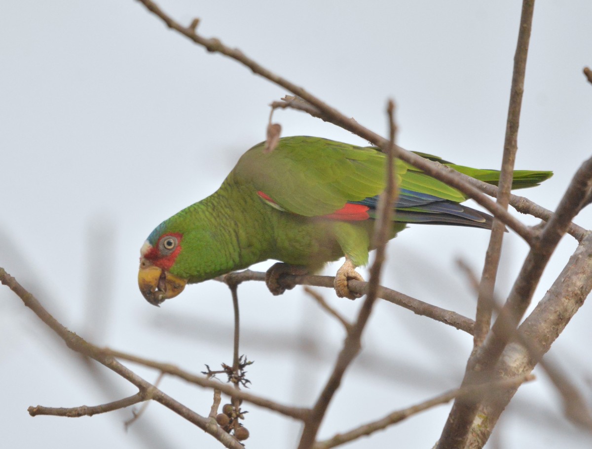White-fronted Parrot - ML534419501