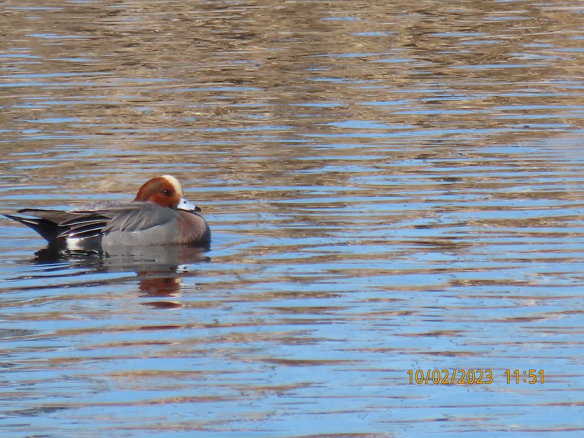 eBird Checklist 10 Feb 2023 East Bay Golf Course 14 species